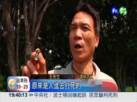 誰這麼惡劣 台灣特有蝙蝠遭射殺
