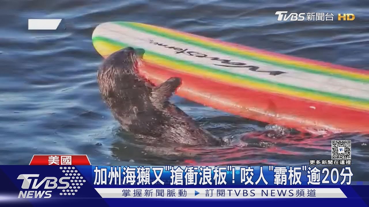 加州又遇海獺「搶衝浪板」！　咬人還「霸板」逾20分鐘