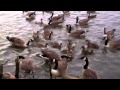 Feeding The Ducks And Geese At The Lake