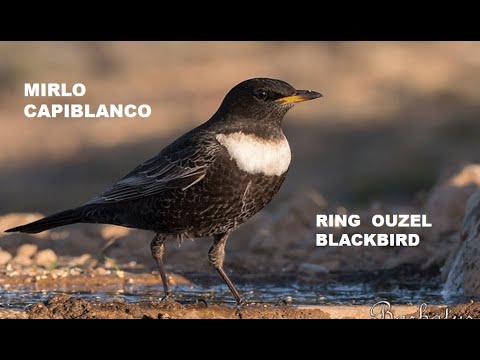 MIRLO CAPIBLANCO | RING OUZEL | Turdus torquatus