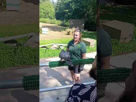 #falcons #ambassador #animals #training #demonstration #woodland #zoo #seattle #usa #2023