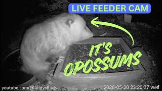Michigan · Michigan Bird Feeder live stream