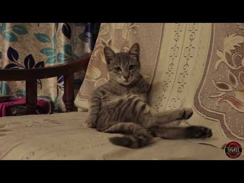 Kamal Kant as an actor in a diwali advertisment