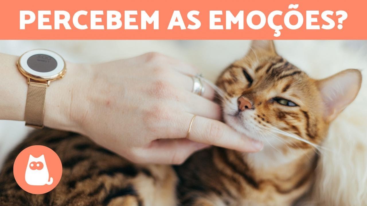 Os GATOS percebem nossas EMOÇÕES ???? Descubra!