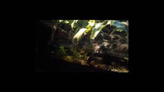 Orange eyed Crocodile skink Tribolonotus Gracilis female bathing and eating