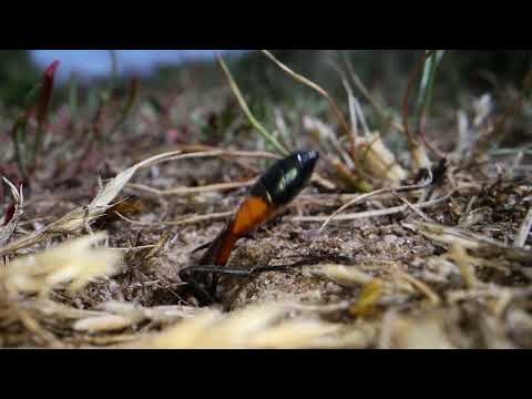 Ammophila Sandwasp