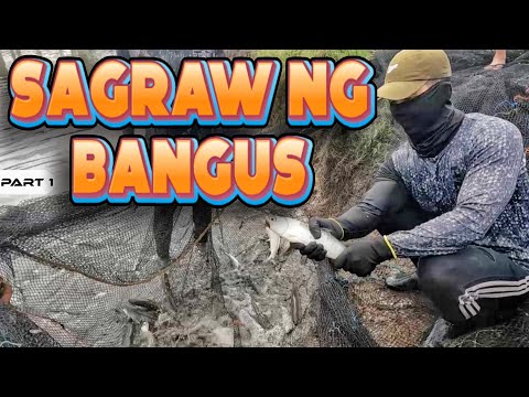 P1 - Nanagraw ng Bangus sa Palaisdaan - EP1924