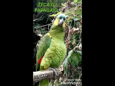 PAPAGAIO cantando Atirei o pau no gato (ZECA)