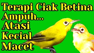 Download lagu Ciak Betina Terapi Ampuh Atasi Kecial Kuning Macet (10/11/20) mp3 Download lagu Ciak Betina Terapi Ampuh Atasi Kecial Kuning Macet (10/11/20) mp3