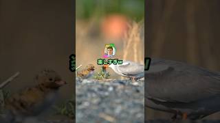 底辺ゲーム実況者に「面白いです！」ってコメントするの楽しすぎw#2ch#shorts