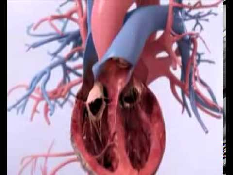 I sintomi per riconoscere la fibrillazione atriale