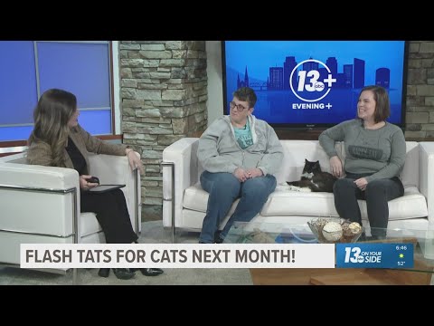Flash Tats for Cats! | How your love for tattoos can combine with your love for cats - YouTube