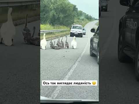 Ось так виглядає людяність
