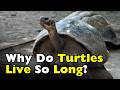 Why Do Turtles Live So Long