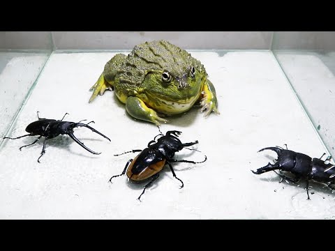 Bull Frog and 3 Black Titan Bug and Larval