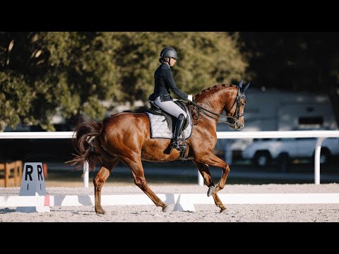 2018 16.2 Fursten Look x Detroit gelding. Shown 4th with scores of 75% and schooling PSG