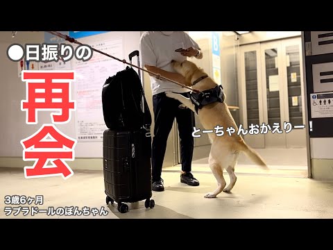 園芸 ラブラドールバイオレット
