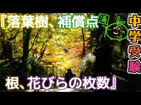 落葉樹と針葉樹のうち、嵐のときに壊れやすいのはどれですか?考慮すべき要素!  庭園