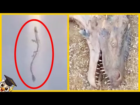 10 Real-Life Dragons Caught on Camera