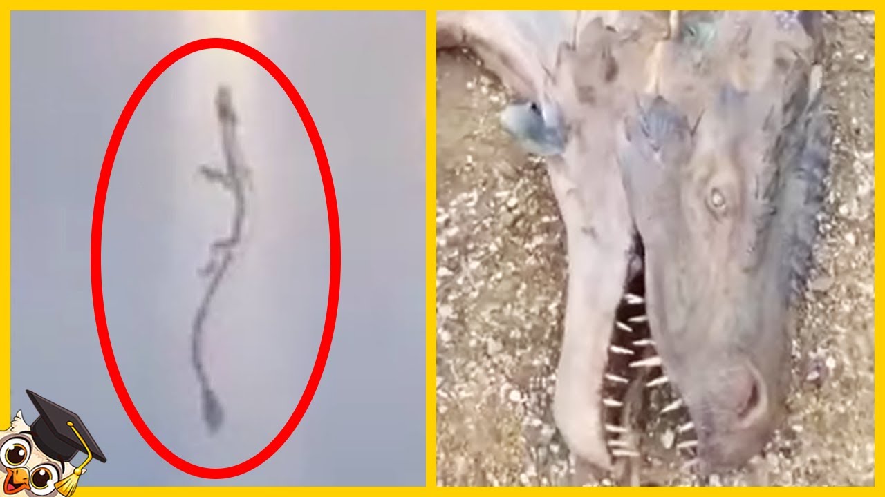 10 Dragões na vida real capturados na câmera