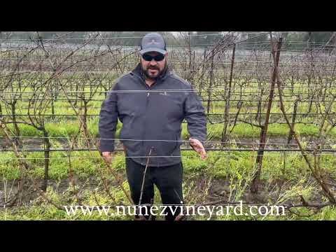 Guyot (Cane Pruning)