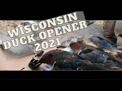 Wisconsin Duck Opener 2021! 3 Man Woodie Limit!