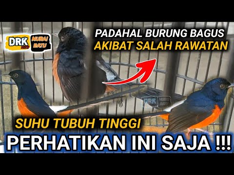 FULL- MURAI BATU FIGHTER JOS BUT BODY TEMPERATURE IS TOO HIGH HOW TO CARE FOR MURAI BATU