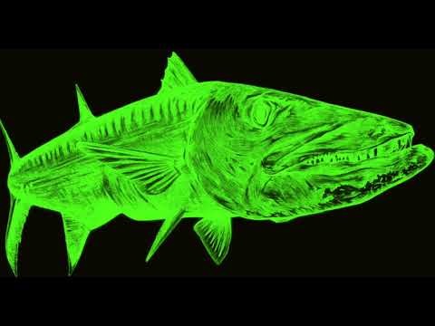 HeineTek ▨ BarraKuda