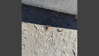 Cover art for love my grave