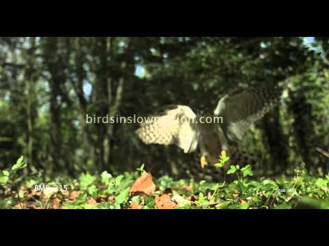 Goshawk Slow Motion Pouncing on prey Shot on Phantom HD Gold - 3 Shots