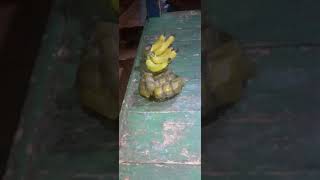 Download lagu ngopi baraya sunda mp3