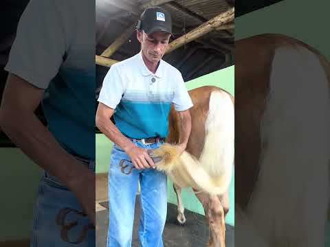 Get New PonyTail In 21 Seconds #asmr #horse #farrierlife #satisfying #oddlysatisfying