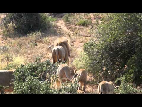 Pride of Lions hunting a warthog - pt. 4