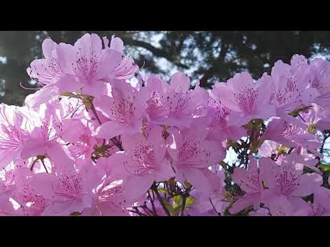 relaxing video nature ! flowers best video 2021