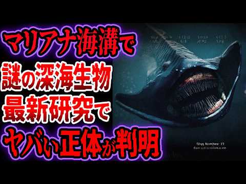 深海で新種の動物を発見:研究者らがピンク色のナマコを発見
