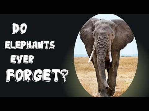 Do Elephants Never Forget? | Why elephants never forget | Why do Elephants Never Forget?
