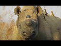 Why Removing a Rhino’s Horn Might Just Save it | Planet Earth III Behind The Scenes