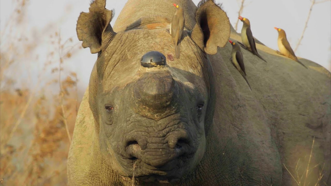 Why Removing a Rhino’s Horn Might Just Save it | Planet Earth III Behind The Scenes
