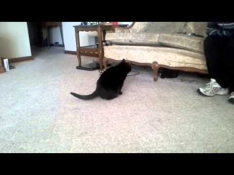 Midnight and Shaylee