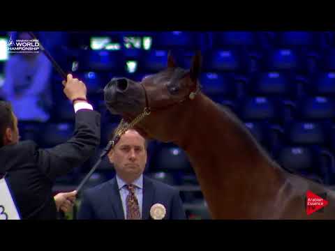 N.13 NEMESI REGALIS - Paris 2017 - Yearling Fillies (Class CM1B)