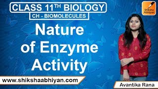 Nature of Enzyme Activity | Biomolecules | CBSE Class 11 Biology