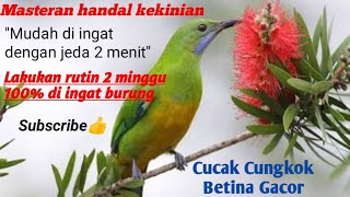 Download lagu Masteran handal cucak cungkok betina dengan jeda 2 menit. cungkok betina tembakan rapet dan pedes!! mp3 Download lagu Masteran handal cucak cungkok betina dengan jeda 2 menit. cungkok betina tembakan rapet dan pedes!! mp3
