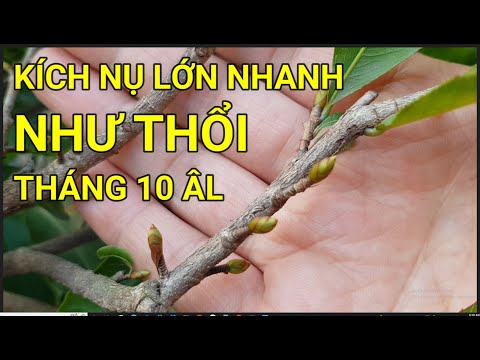 🔴 QBS22295 - CÁCH KÍCH NỤ MAI VÀNG NHANH LỚN | TƯỚI PHÂN GÌ ĐỂ NỤ MAI NHANH LỚN | CHĂM SÓC MAI VÀNG