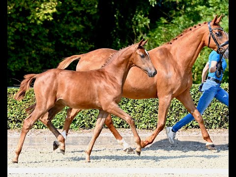 Hof Brüning - Europe Z v. Epleaser van't Heike - Comme il faut - Diamant de Semilly, filly, 2025