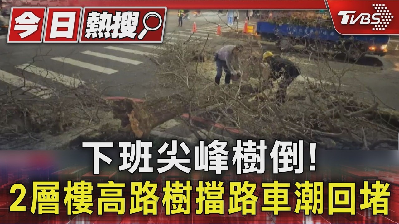 影音/台中路樹瞬間倒塌砸車!樹根遭白蟻蛀 下班車潮塞爆