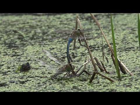 Common Green Darners Ovipositing with Snapping Turtle Watching (Anax junius)