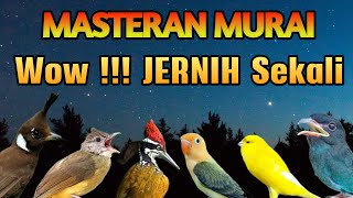 Download lagu MASTERAN MURAI BATU FULL ISIAN SUARA JERNIH MURAI BAHAN CEPAT MENIRUKAN JADI JUARA mp3 Download lagu MASTERAN MURAI BATU FULL ISIAN SUARA JERNIH MURAI BAHAN CEPAT MENIRUKAN JADI JUARA mp3