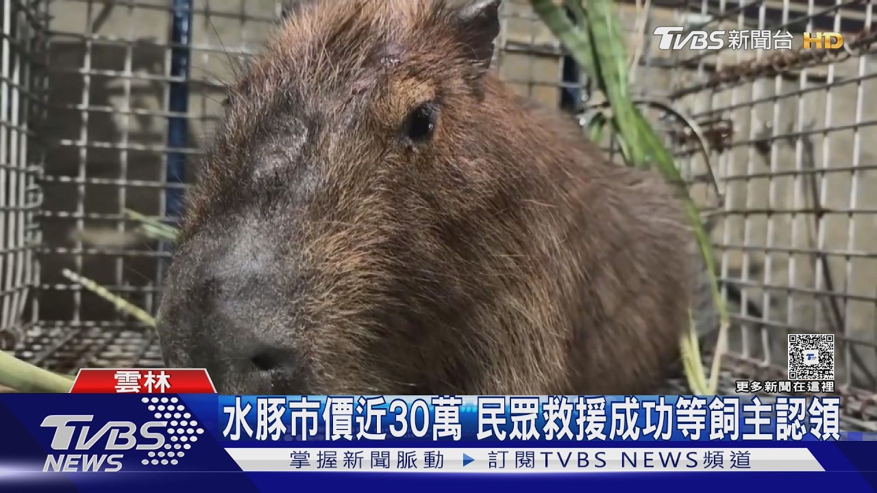 大年初一驚見「卡皮巴拉」逛大街　民眾傻眼：難道在走春？