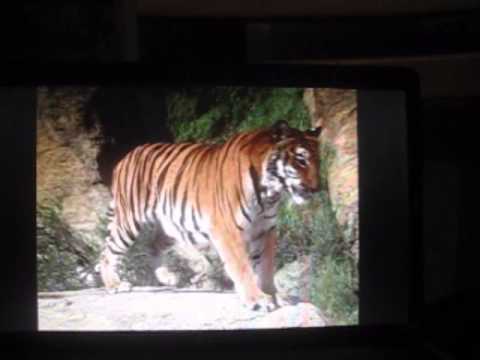 Animal Kingdom : Wildlife Expedition Wii