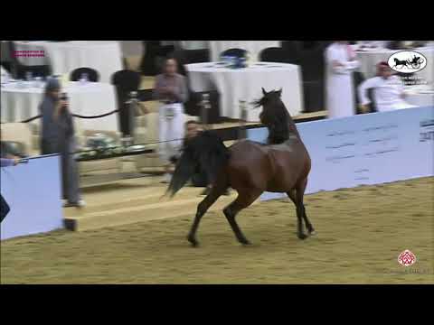 N 299 RADHEE AL SHAQAB   Qatar National Arabian Horse Championship 2021   Colts 3 Years Old Class 8